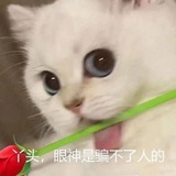 大透明