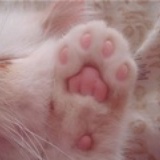 thinbear
