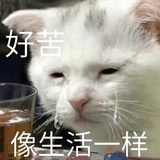 金小熊