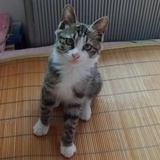 柒柒