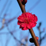 佚名