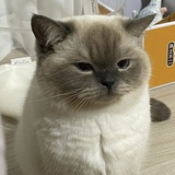 椰浆狂热女士