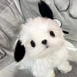 小狗管家