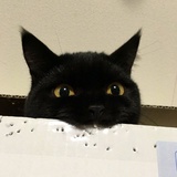 抹陶