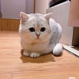 一直掉猫毛