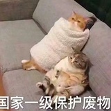 猫奴记事本