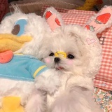 甜心兔狗金元宝