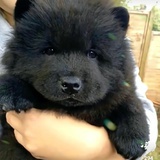 不吃肉会死吗