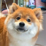 红豆泥