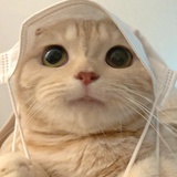 伍尔芙芝士