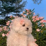 美丽板砖