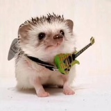 🦔