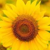 🌻