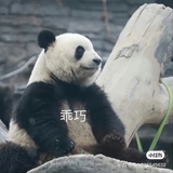 奥森原野康裕菌