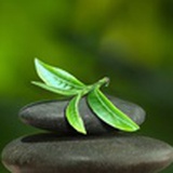 小茶控小茶控
