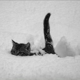 雪里猫突突突