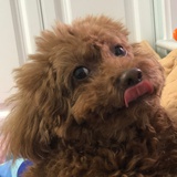 机鲸