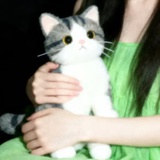 一只青瓜猫🐱