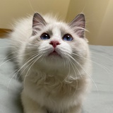 金鱼