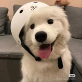 一条小土狗🐶