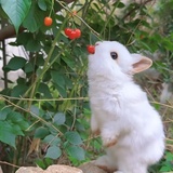 小熊硬糖