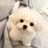 杂食山雀MoMo