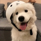 磕药不是鸡