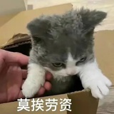 聪明小猪