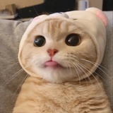 小北猪儿