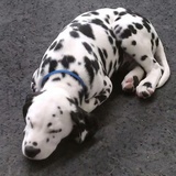 狗心豆角