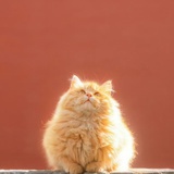 和猪讲不通道理