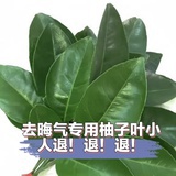 朝天椒的甜椒