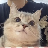只是为了看月亮