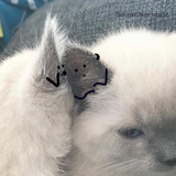 爱吃玉米的猫咪