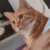 猫爪