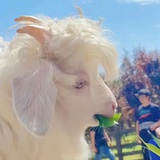 落蘇