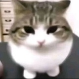 Oo