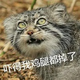 莺莺燕燕