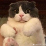 苞谷