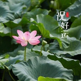 奶萌