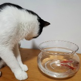 我有一只渣渣猫