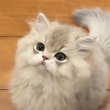 捡个桃子
