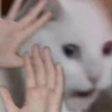 xgydjjtdidgfrh