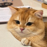 特立独行的猪咪