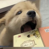 你也喜欢小狗吗