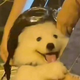 去香菜！