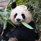 小狗乖乖