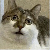 巴特罗之家猫