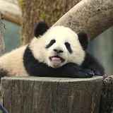 小新新