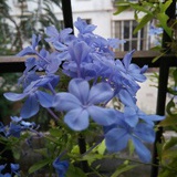 linlin68529